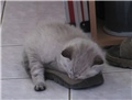 Moj micek